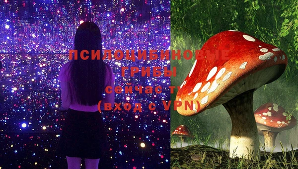PSILOCYBIN Богородицк